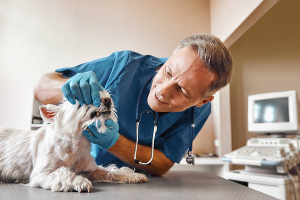 Best 24-Hour Emergency Dentist in Fairfield Plantation, GA